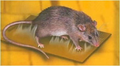 F39770117 PVS TRAPPOLA ADESIVA FAESITE CM19X28 Art. 097937 Andrighetti